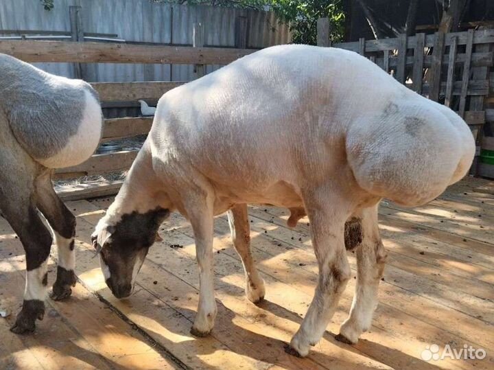 Курдючные бараны