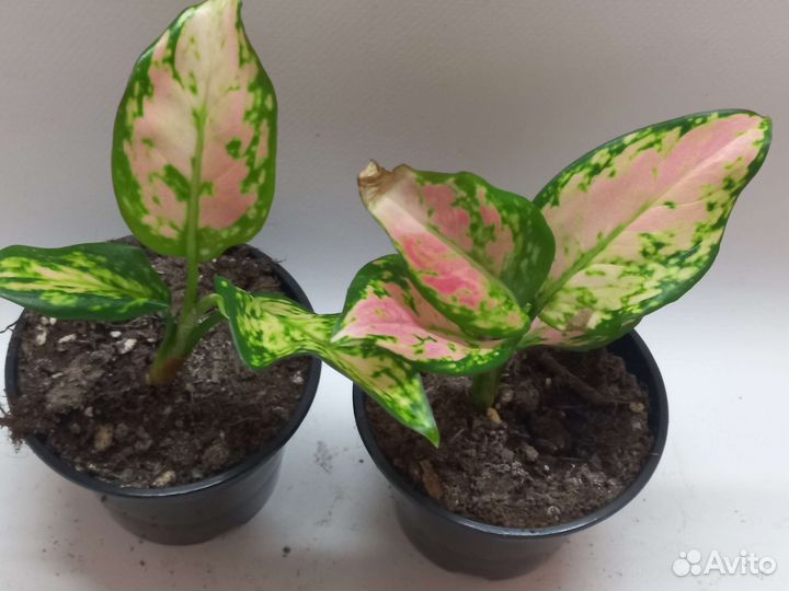 Аглаонема пинк стар