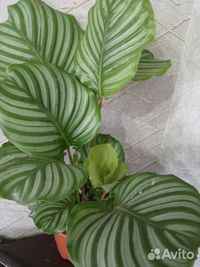 Калатея орбифолия