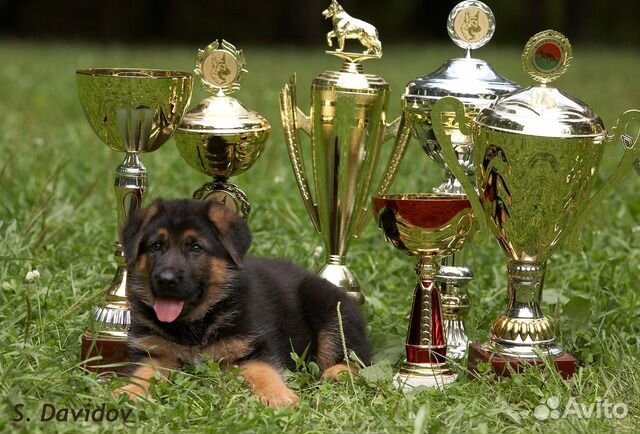 Немецкой овчарки щенки большой выбор
