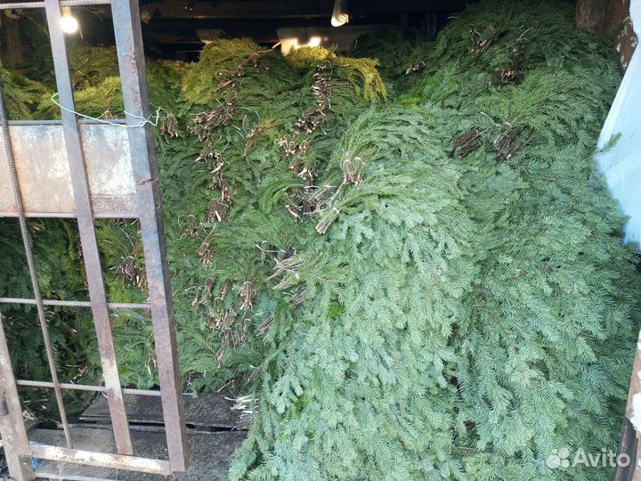 Пихтовый лапник и венник,в розницу Отправка ТК