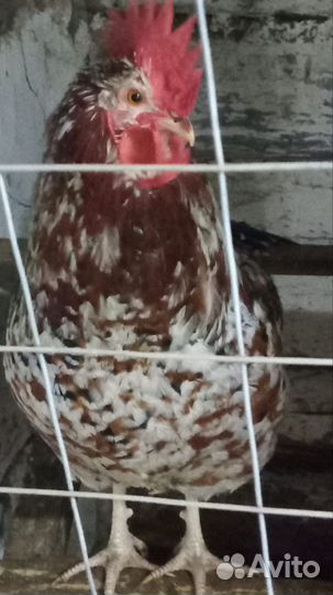 Инкубационное яйцо