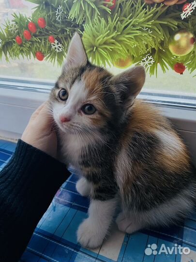 Отдам в добрые руки
