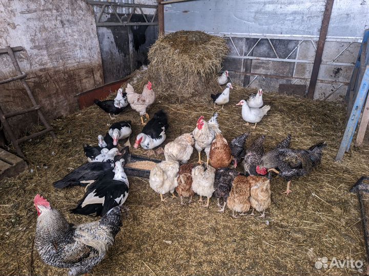 Индоутки и петухи