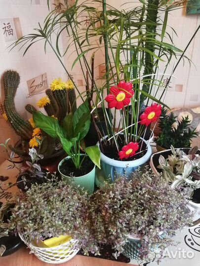 Большой выбор цветов