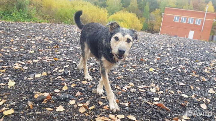 Мотя собака-обнимака