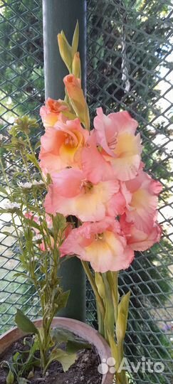 Пеларгония герань,толстянка