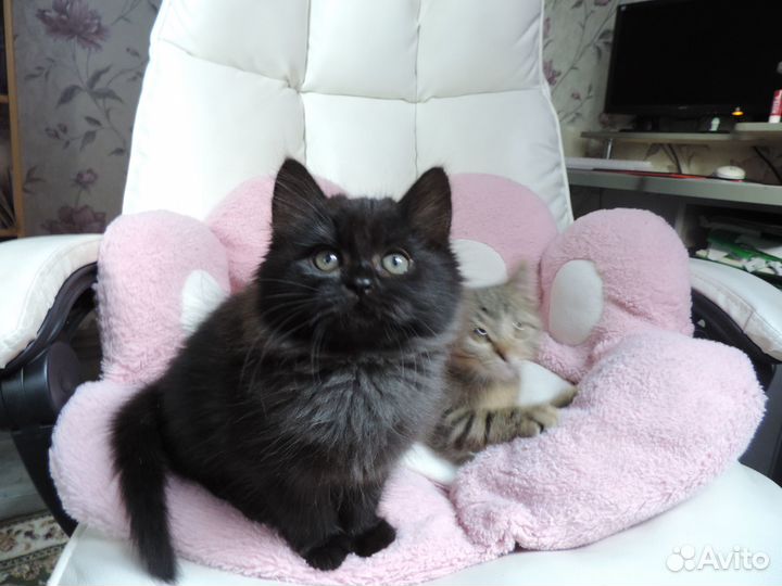 Британские котята