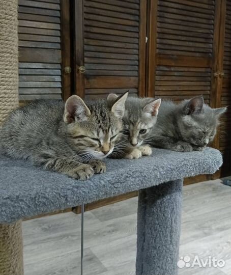 Кошки в добрые руки бесплатно