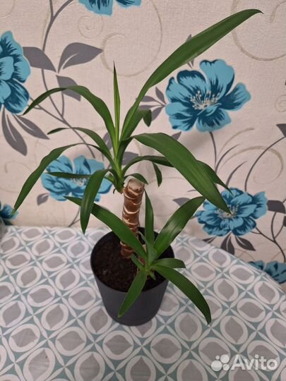 Юкка