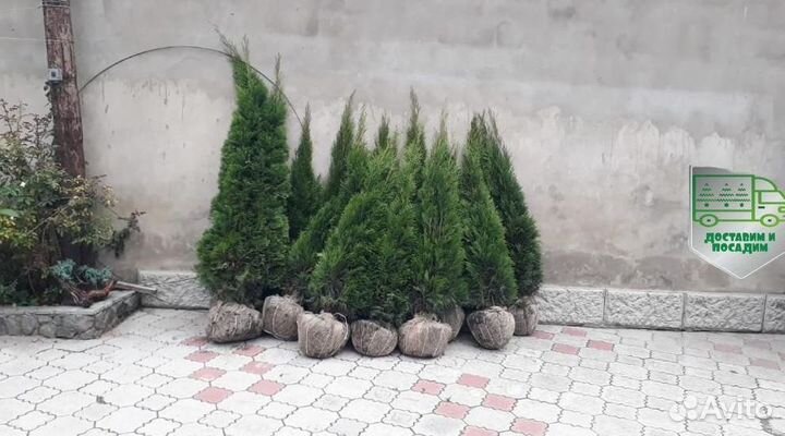 Туя Смарагд