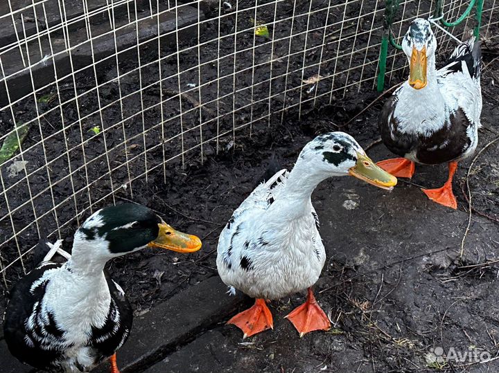 Селезень, утка домашняя