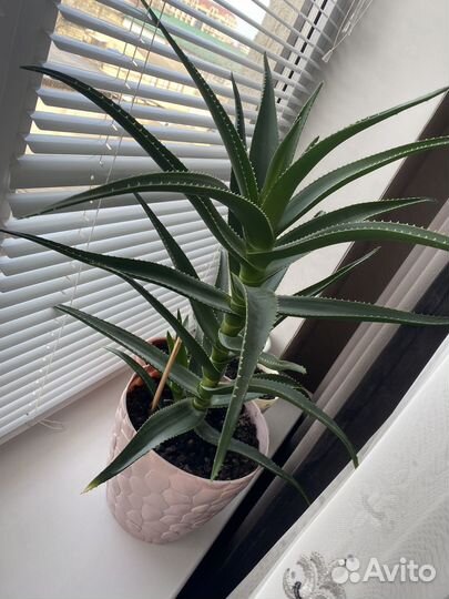 Алоэ лечебный, 3 года