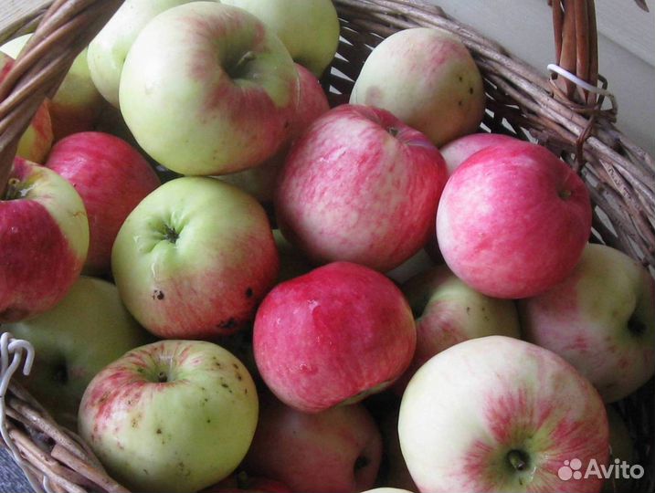 Саженцы яблони Мельба