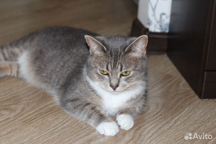Кошка в добрые руки