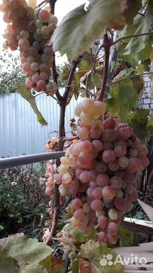 Саженцы винограда