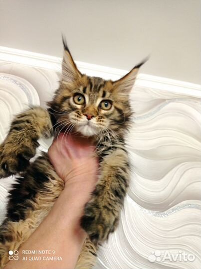 Девочка красавица