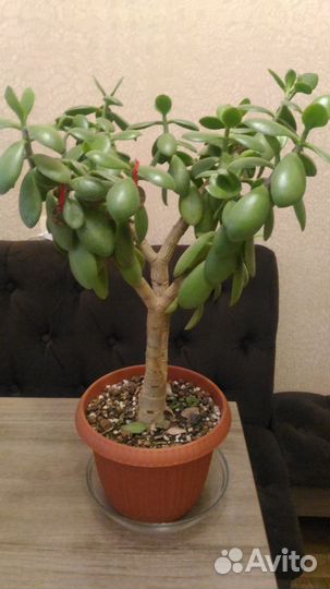 Денежное дерево