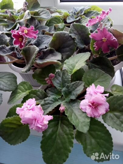 Фиалки в горшках