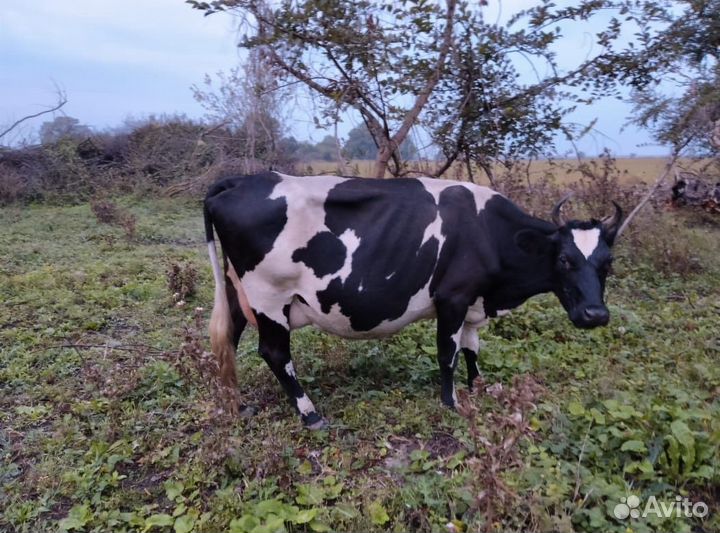 Коровы дойные молочные ставропольский край
