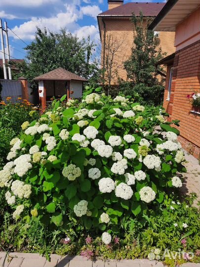 Гортензия белая на срезку