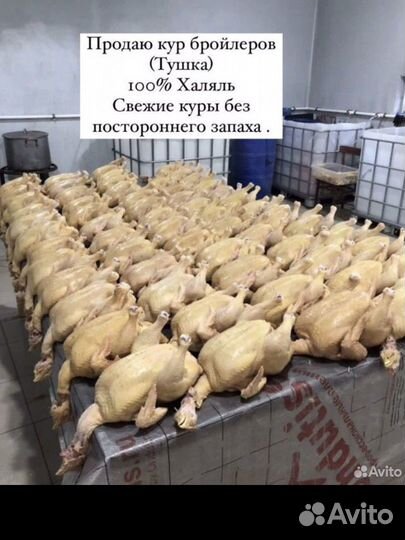 Куры тушки