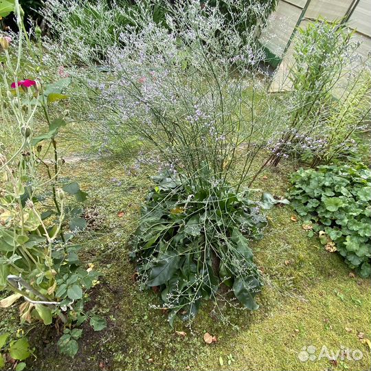 Кермек широколистный, серебристый