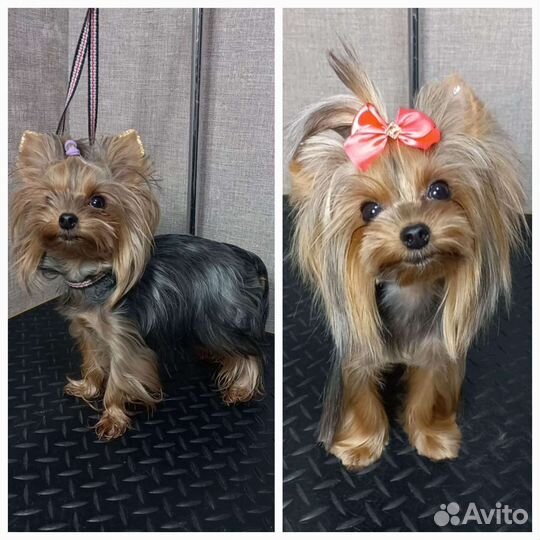 Стрижка собак и кошек