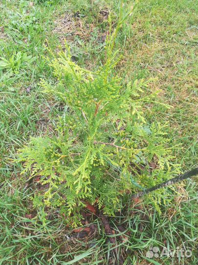 Туя брабант /50-60-70/ С2