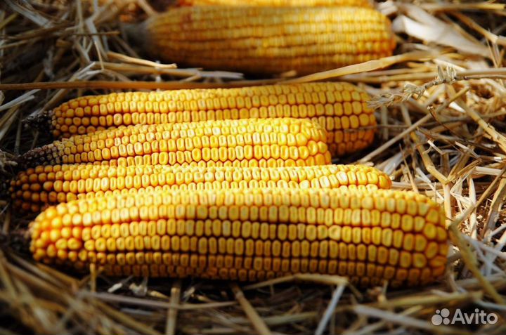 Гибриды кукурузы Пионер П9074