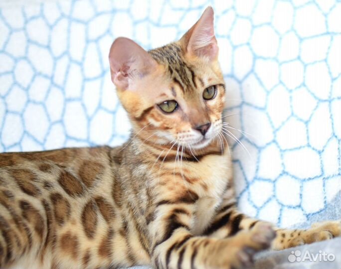 Бенгальский котёнок, мальчик