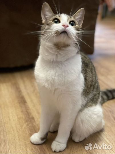 Кошки в добрые руки