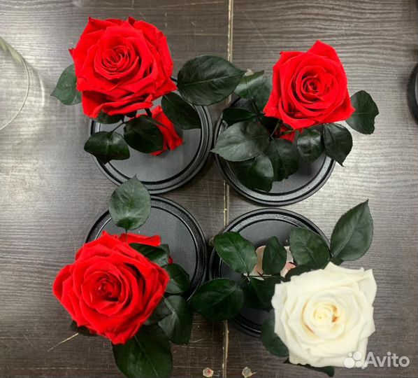 Живая роза в колбе (цветы) подарок