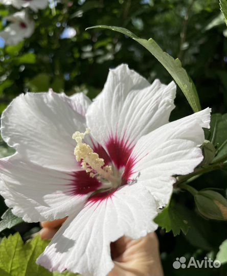 Гибискус садовый