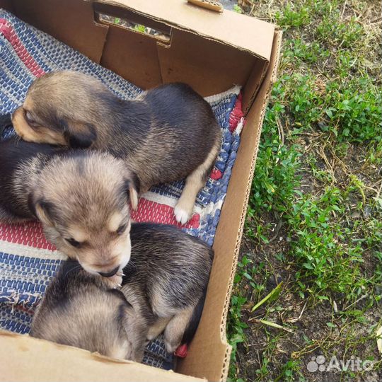 Собаки щенки Русской гончей