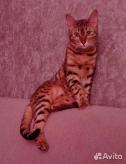 Бенгальская кошка бесплатно