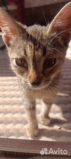 Отдам котёнка в добрые руки