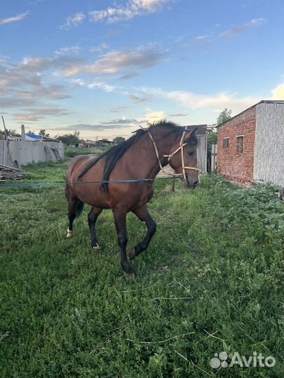 Продается жеребец