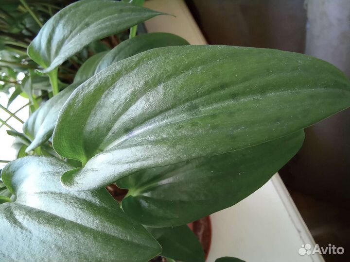 Дримиопсис пятнистый