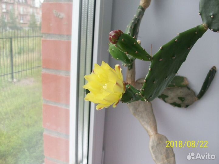 Кактус опунция