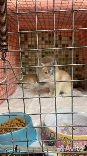 Котик маленький