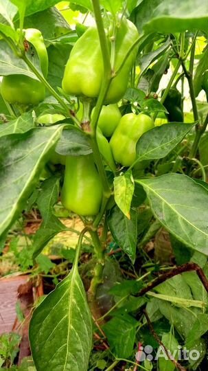 Рассада перца баклажанов