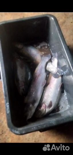 Живая рыба форель