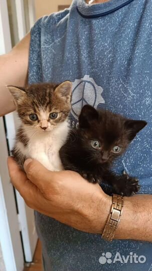 Отдам бесплатно