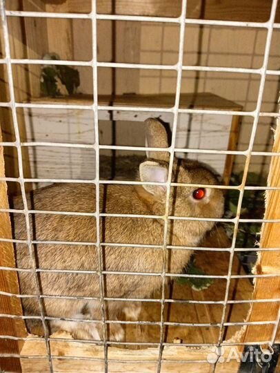 Кролик декоративный с клеткой стационарной