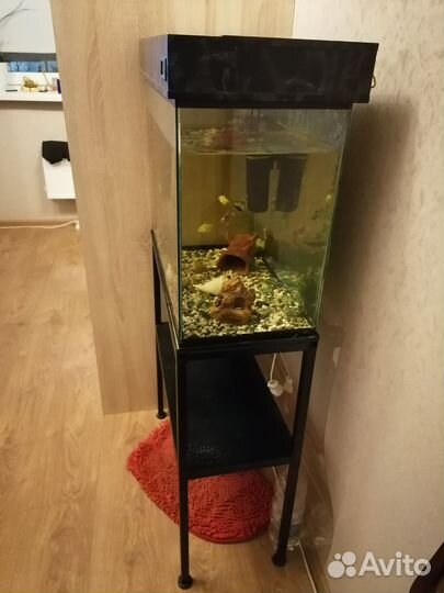 Рыбки вместе с аквариум