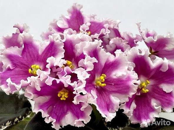 Фиалка ват-Амазонка