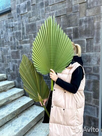 Пики пальм Вашингтонии