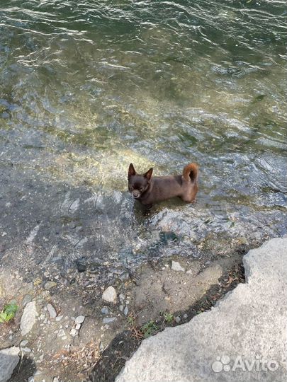 Вязка кобель чихуахуа стандарт