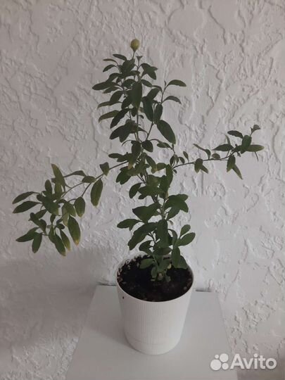 Комнатные цветы